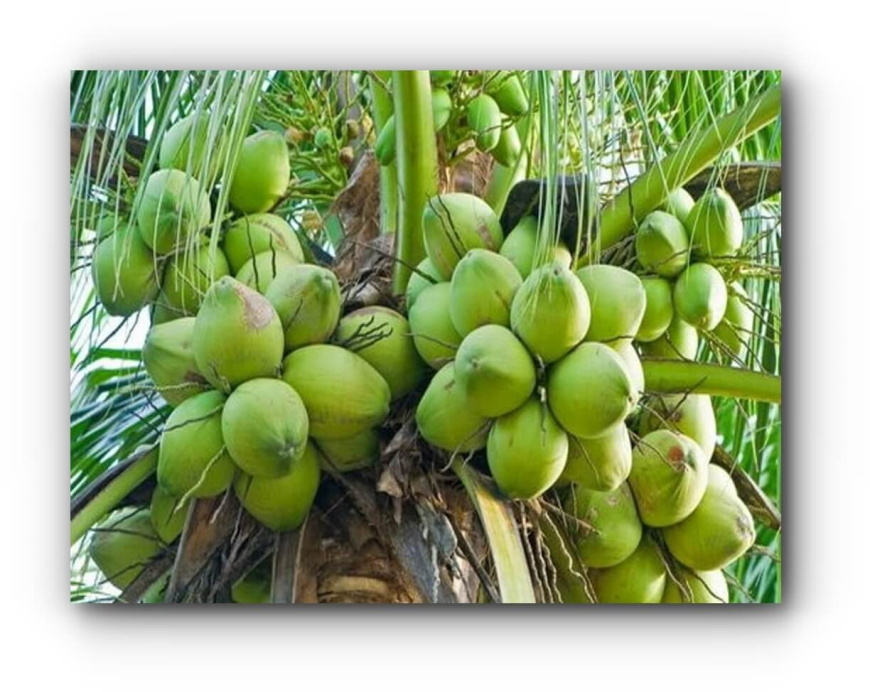 kokosnoot indonesia