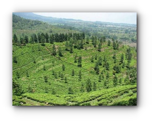 theeplantage