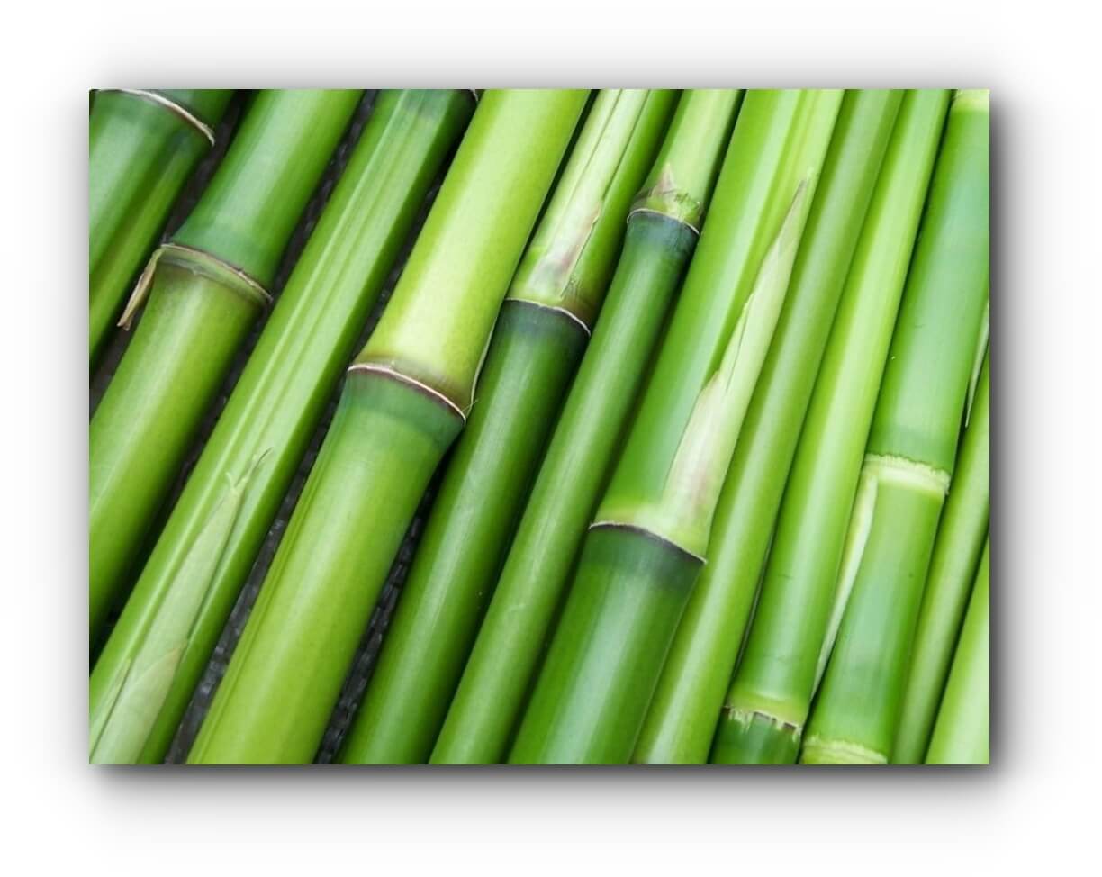 Indonesische bamboe Bambu Indonesia
