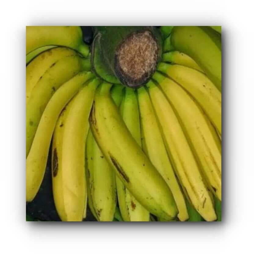 Indonesische bananen