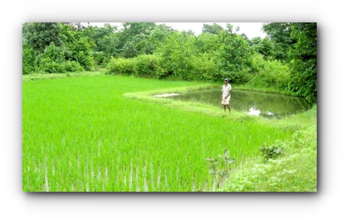 01 Rice fields that depend on rainwater