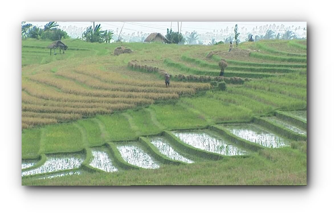 02 Rice fields that can be irrigated