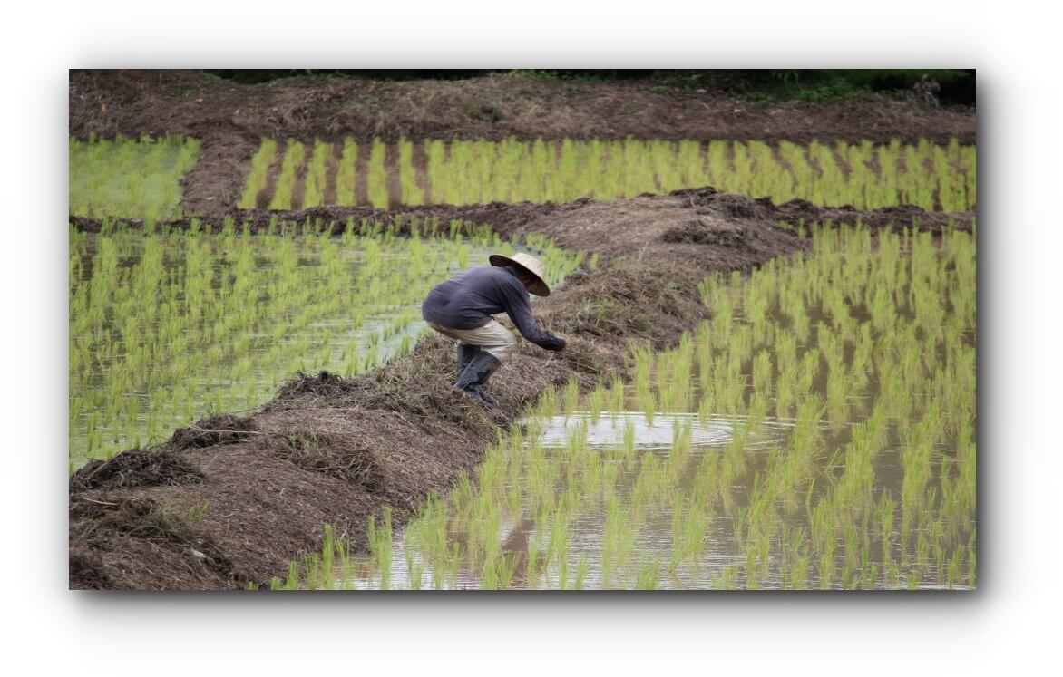 03 Swamp rice fields